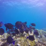 Key Largo: Molasses Reef Novice to Intermediate Dive - What’s Included in the Dive Package