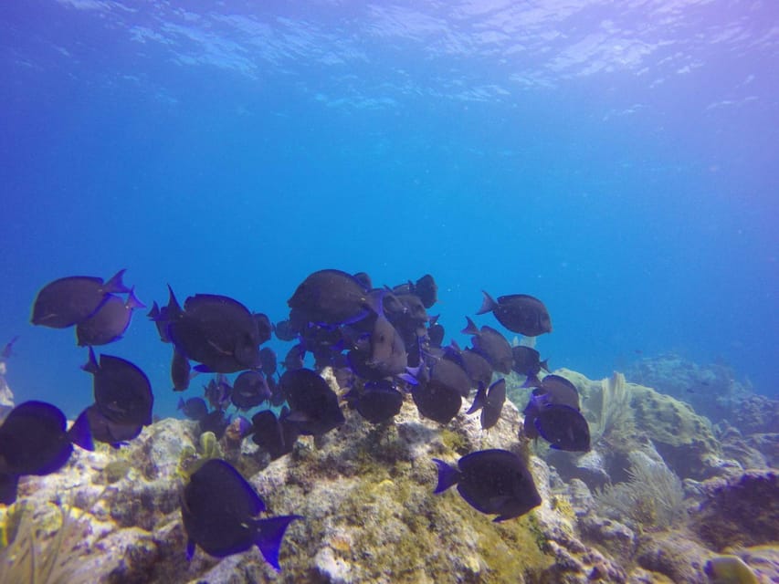 Key Largo: Molasses Reef Novice to Intermediate Dive - What’s Included in the Dive Package
