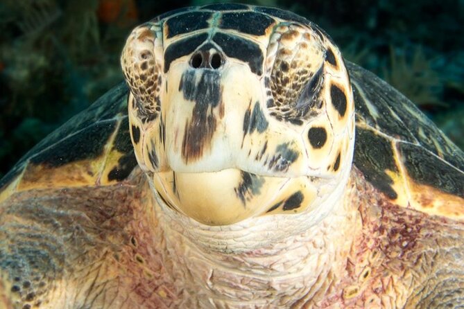 Key Largo Scuba Trip, 2 Location - 65 Min Per Site - Departing from Key Largos Sea Dwellers Dive Center