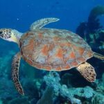 Key Largo: Snorkeling Trip - What Makes the Key Largo Snorkeling Trip Special