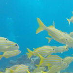 Key Largo: Spiegel Grove Wreck Deep Dive - What Makes the Spiegel Grove a Must-See Wreck in Florida?