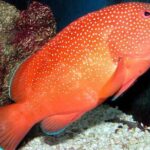 Key West Aquarium Admission - Central Location in Mallory Square
