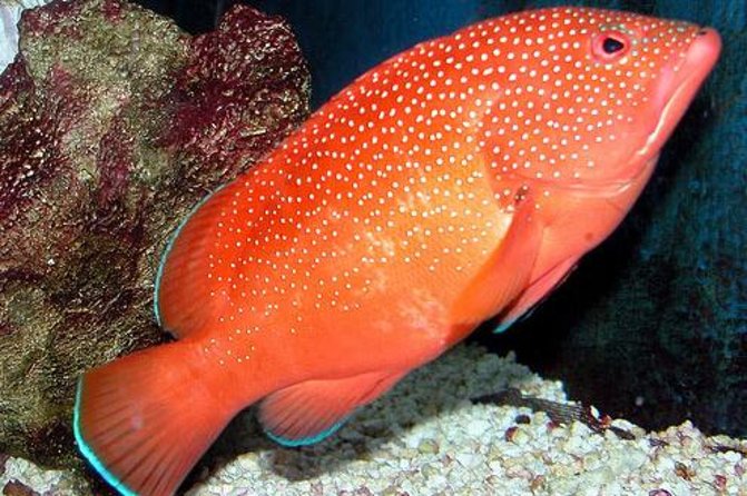 Key West Aquarium Admission - Central Location in Mallory Square