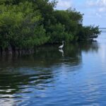 Key West: Mangrove Kayak or SUP Eco Tour - Choosing Your Equipment: Kayak or SUP