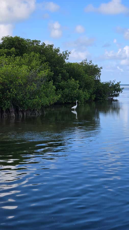 Key West: Mangrove Kayak or SUP Eco Tour - Choosing Your Equipment: Kayak or SUP