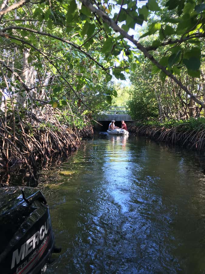 Key West: Mangroves & Bars Motorboat Tour - Visiting Scenic Waterfront Bars and Restaurants
