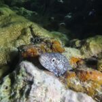 Key West: Scuba Diving Refresher Course - The 2-Hour and 4-Hour Diving Sessions in Key West