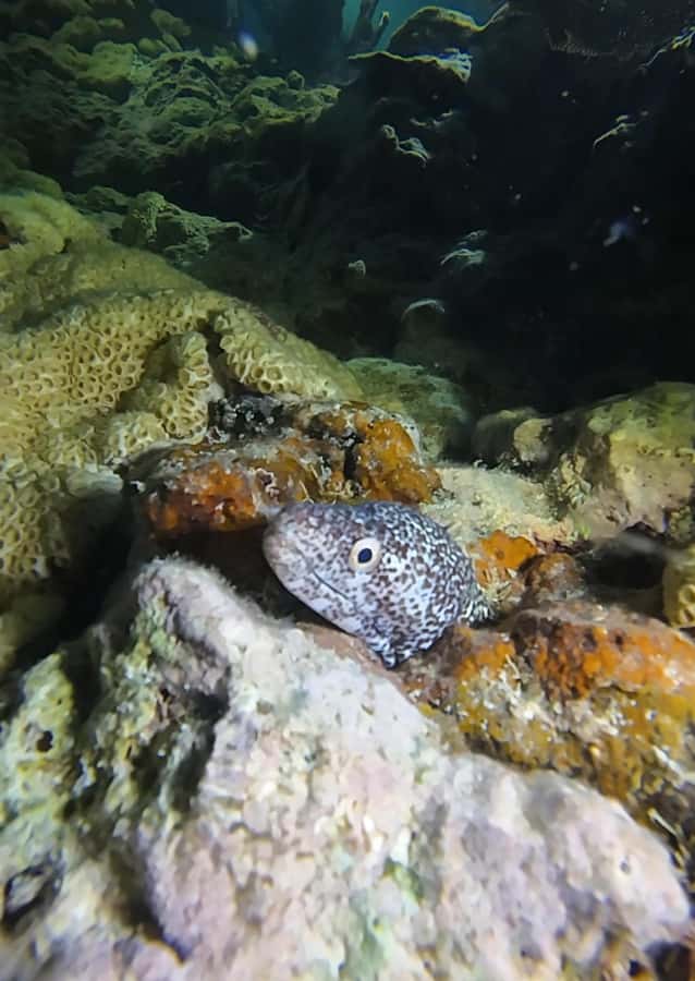 Key West: Scuba Diving Refresher Course - The 2-Hour and 4-Hour Diving Sessions in Key West