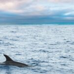 Key West Sunset Sail: Dolphin Watching, Wine, and Tapas - The Cruise Itself: Dolphin Watching and Landmark Views