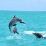 Key West's Favorite Afternoon Dolphin Sail - Onboard Experience and Crew