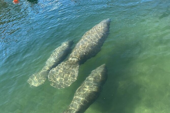 Kings Bay Manatee Watching Cruise - The Location: Kings Bay Near Crystal River