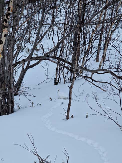 Kiruna: Abisko National Park Snowshoe Hike with Lunch - Exploring the Semi-Frozen Abisko Jåkka Creek and Wildlife Tracks
