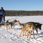 Kiruna: Dogsledding Husky tour with Lunch - Sharing or Driving Your Sled: Flexibility and Fun