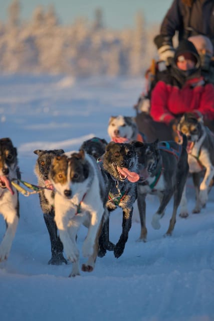 Kiruna: Morning Husky Sled Ride with Coffee Break - Starting Point and Logistics in Kiruna