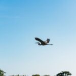 Kissimmee: Everglades Airboat Adventure Tour - Exploring Shingle Creek and the Largest Estuary