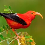 Klauea Hike and Lava Gazing with Native Hawaiian - The Path of Keanakakoi and Nighttime Lava Viewing