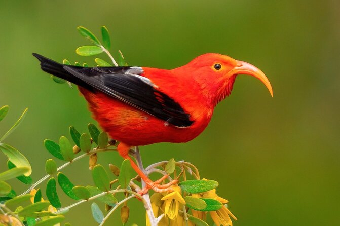 Klauea Hike and Lava Gazing with Native Hawaiian - The Path of Keanakakoi and Nighttime Lava Viewing