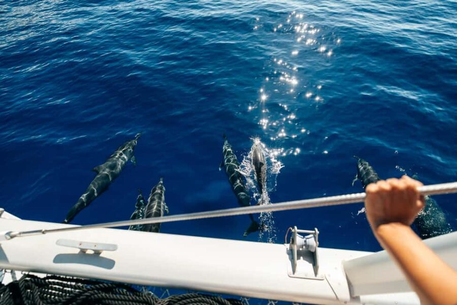 Ko Olina Exclusive Snorkel + Lunch - Marine Encounters: Turtles, Dolphins, and Seasonal Whales