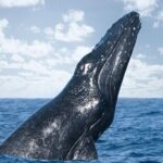 Kohola Whale Watching Excursion - Focused 3-Hour Duration with a Mix of Wildlife and Snorkeling