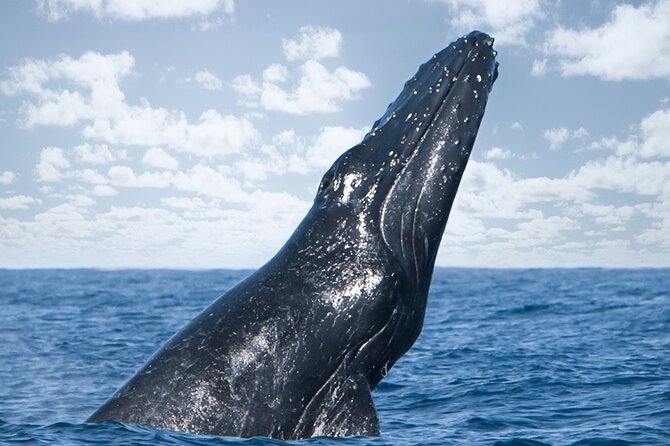 Kohola Whale Watching Excursion - Focused 3-Hour Duration with a Mix of Wildlife and Snorkeling