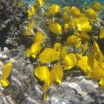 Kona: Afternoon Ali'i Adventure Snorkel and Sail - Visiting a Secluded Snorkeling Location Away from Crowds