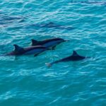 Kona Afternoon Dolphin Watch & Snorkel on the Big Isand - Up-close Dolphin Encounters on a Speedboat