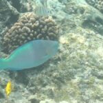 Kona: Captain Cook Snorkel Tour - What the Tour Offers at Kealakekua Bay