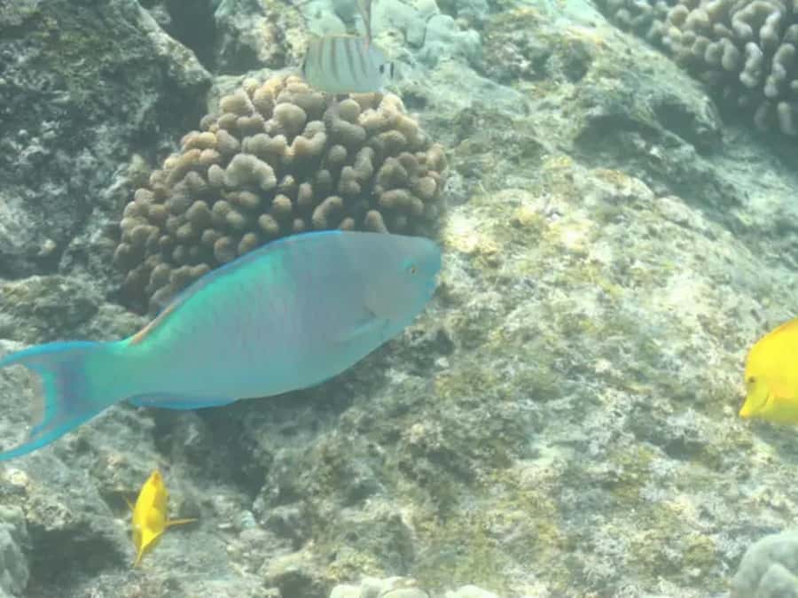 Kona: Captain Cook Snorkel Tour - What the Tour Offers at Kealakekua Bay