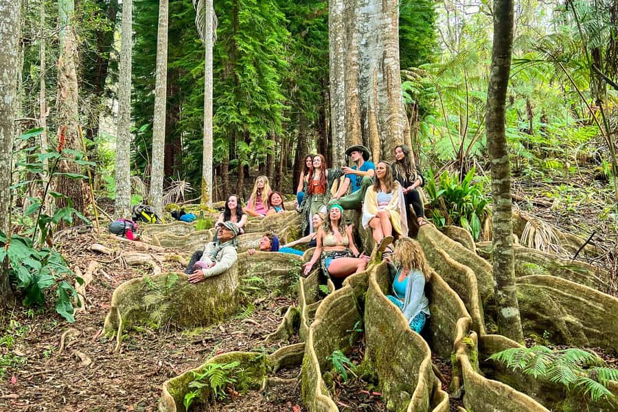 Kona Cloud Forest Sanctuary Montane Jungle Tour (2.5 hrs) - Exploring the Sacred Plants, Trees, and Birds from All Over the World