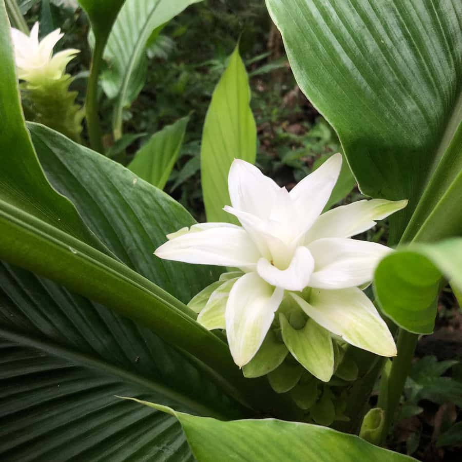 Kona Coast: Rooster Farms Coffee Tasting - The Location: Kona’s Scenic Farm Setting