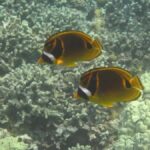 Kona: Deluxe Snorkel Adventure with 2 Snorkeling Spots - Starting Point and Logistics for the Kona Snorkel Tour