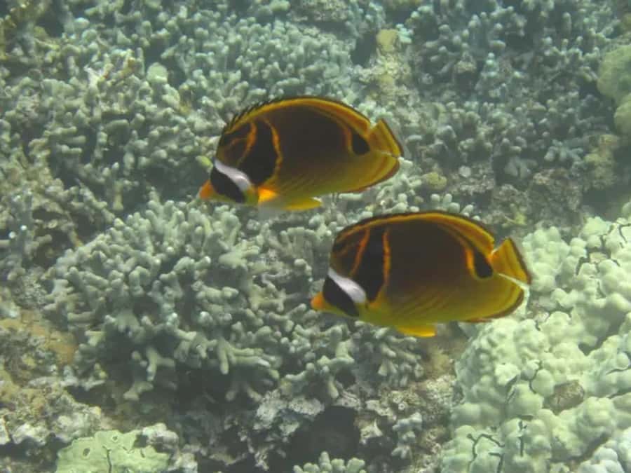 Kona: Deluxe Snorkel Adventure with 2 Snorkeling Spots - Starting Point and Logistics for the Kona Snorkel Tour