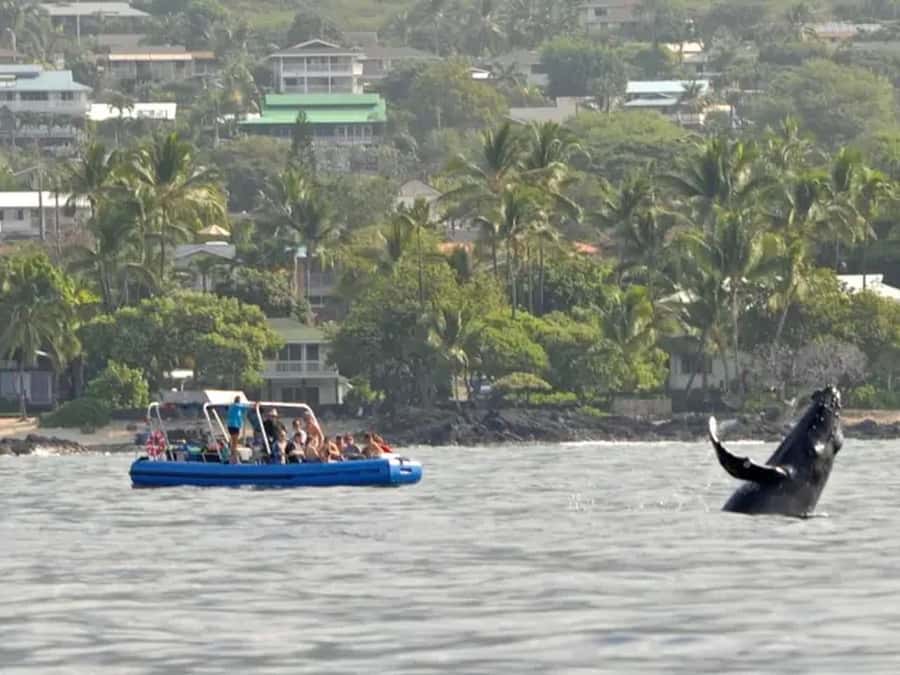 Kona: Dolphin & Whale Watching Tour - Scenic Coastal Departure in Kona