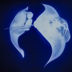 Kona Manta Night Snorkel Adventure: Swim with Majestic Rays - Unique Setting of Kona’s Night Snorkel Adventure