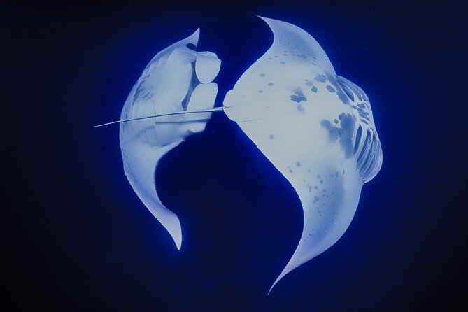 Kona Manta Night Snorkel Adventure: Swim with Majestic Rays - Unique Setting of Kona’s Night Snorkel Adventure