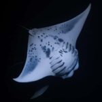 Kona: Manta Ray Night Snorkel - Small Group Experience Provides Personal Attention