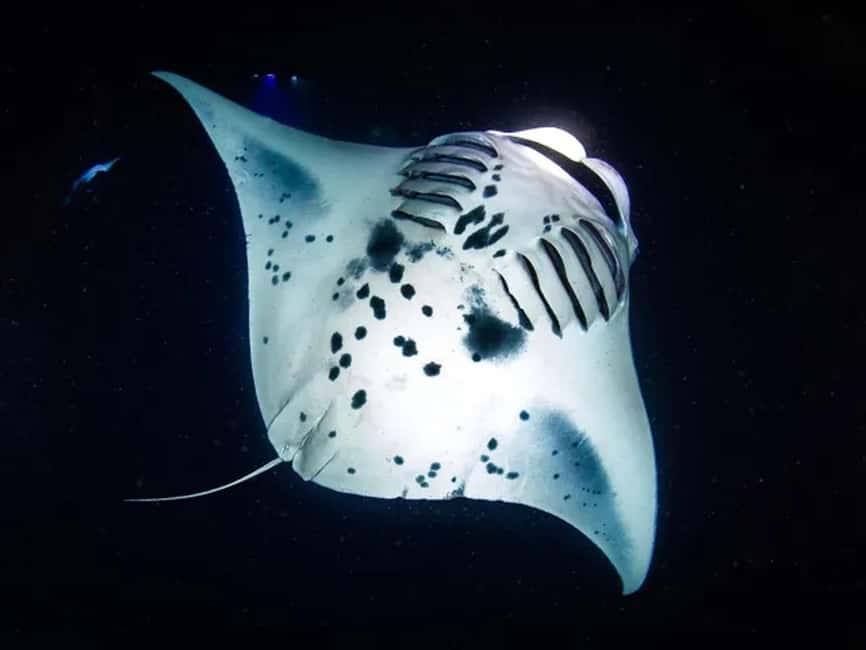 Kona: Manta Ray Night Snorkel Adventure - What Makes the Night Snorkel with Manta Rays So Special in Kona