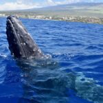 Kona: Small-Group Whale Watching Tour - Comfortable and Eco-Friendly Boat Design