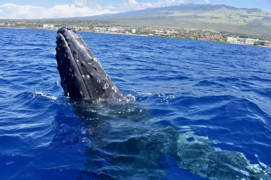 Kona: Small-Group Whale Watching Tour - Comfortable and Eco-Friendly Boat Design