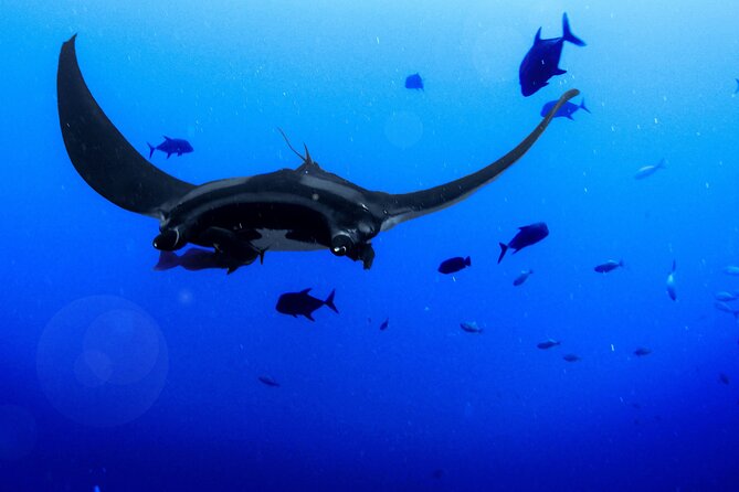 Kona's Magical Manta Ray Night Snorkel: Small-Group Eco-Tour - Easy Departure from Keauhou Harbor
