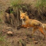 Kremmling: Colorado River Rafting With Hot Springs - Scenic Drive to the Colorado River from Kremmling Outpost