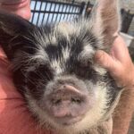KuneKune Pig Farm Tour - Location and Accessibility of Best Place Farms