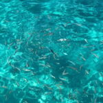 Kusadasi: Aegean Sea Boat Tour with Lunch - Exploring the Crystal-Clear Bays of Kusadasi