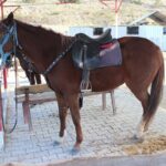 Kusadasi Horse Riding Beach and Forest options with Transfer - Guided Experience with Friendly and Knowledgeable Guides