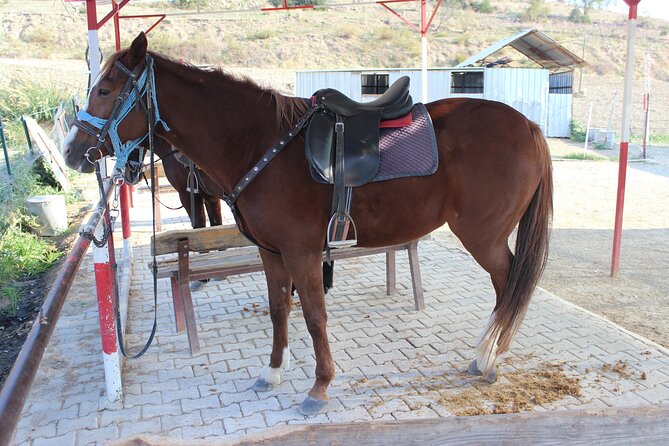 Kusadasi Horse Riding Beach and Forest options with Transfer - Guided Experience with Friendly and Knowledgeable Guides
