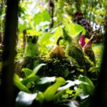 Kvasirs Meadery Experience on the Big Island - Exploring the farm and native forests