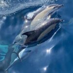 La Herradura: Sailboat with a view of dolphins-Shared - The Starting Point: Granada Sailing in La Herradura