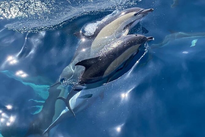 La Herradura: Sailboat with a view of dolphins-Shared - The Starting Point: Granada Sailing in La Herradura