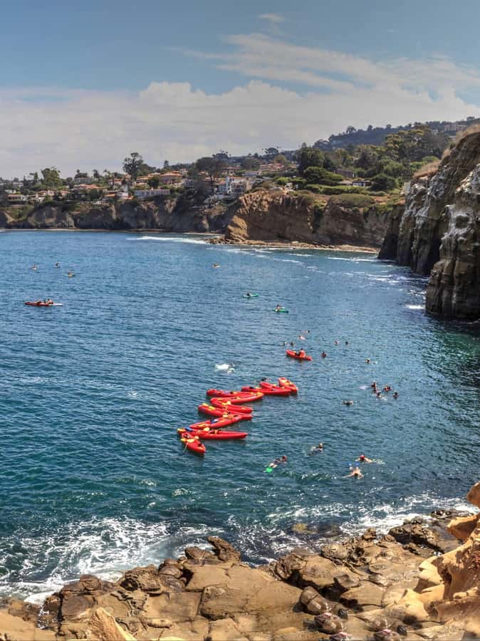 La Jolla - The Jewel of San Diego - Guided Walking Tour - Witness the Wildlife on La Jolla’s Shores and Cliffs