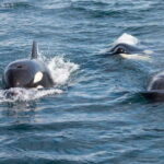 La Paz - Ocean Safari: find dolphins, orcas, and sea lions - Departure and Transportation from La Paz